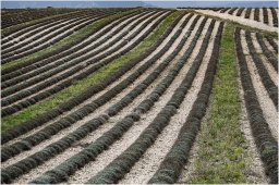 nury marc_plateau de valensole 75